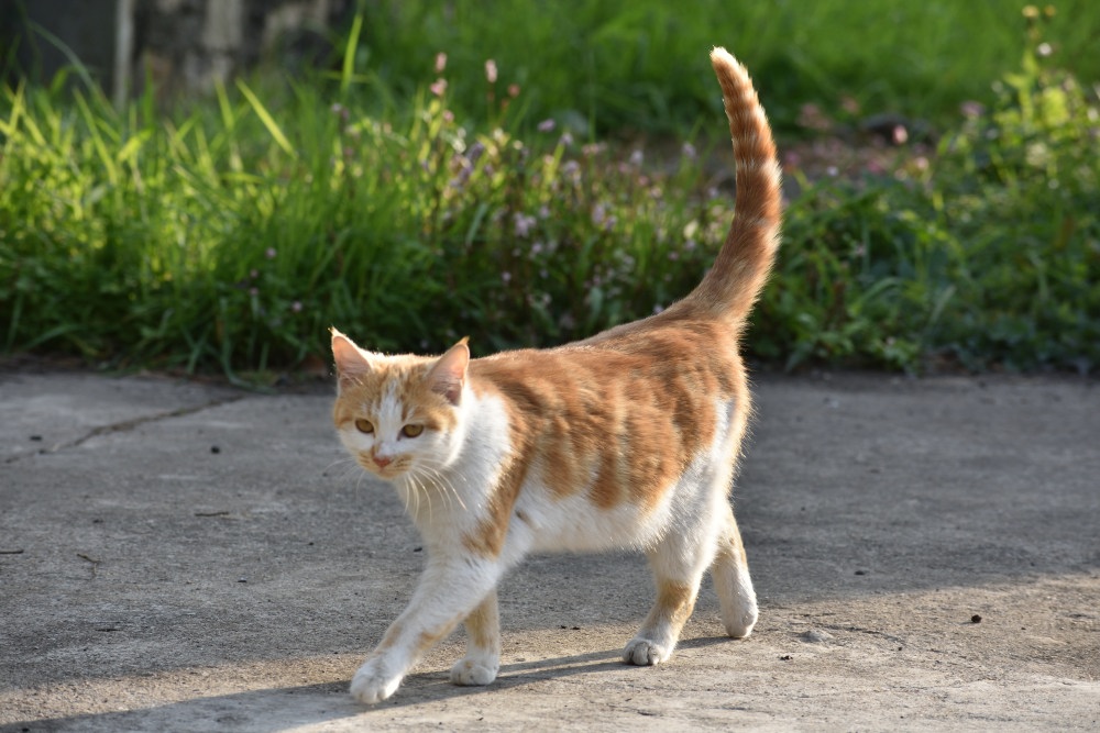 ねこ ピントずれ